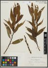 Foto von Salix alba L. x Salix fragilis L.